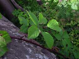 Image of Rubus nemoralis P. J. Müll.