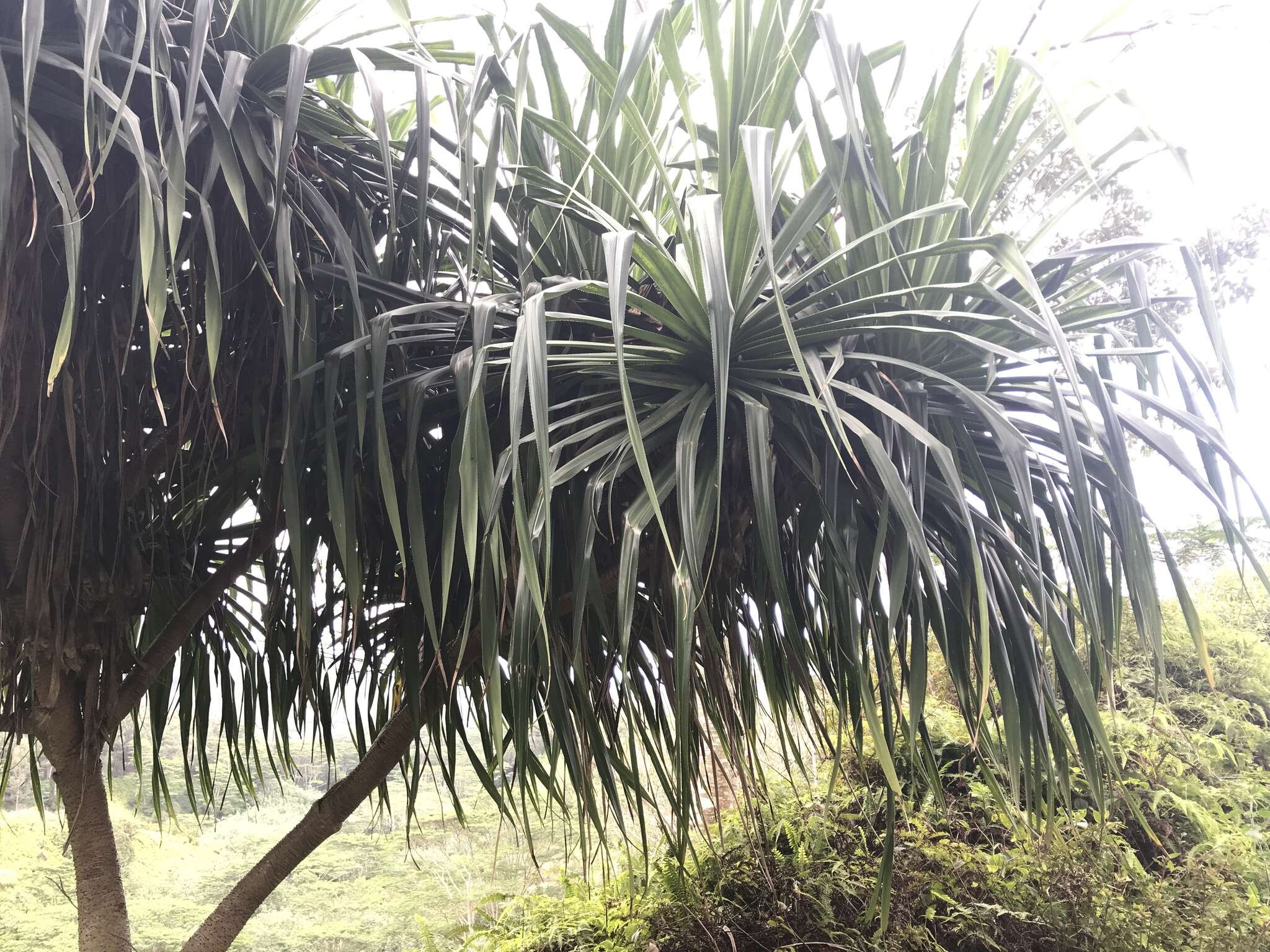 Image de Pandanus tectorius Parkinson ex Du Roi