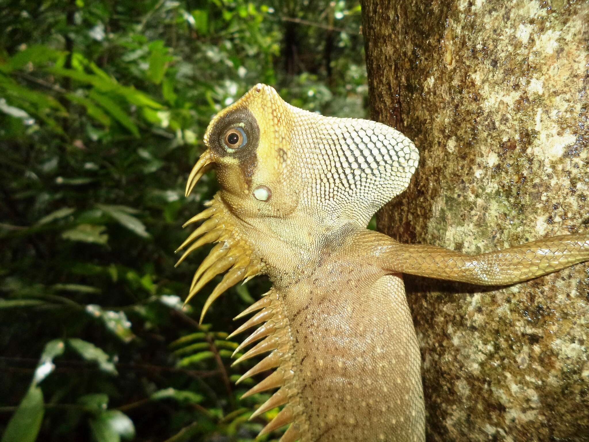 Image of Acanthosaura nataliae Orlov, Truong & Sang 2006