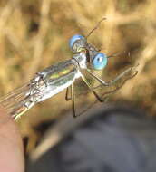 Imagem de Lestes pinheyi Fraser 1955