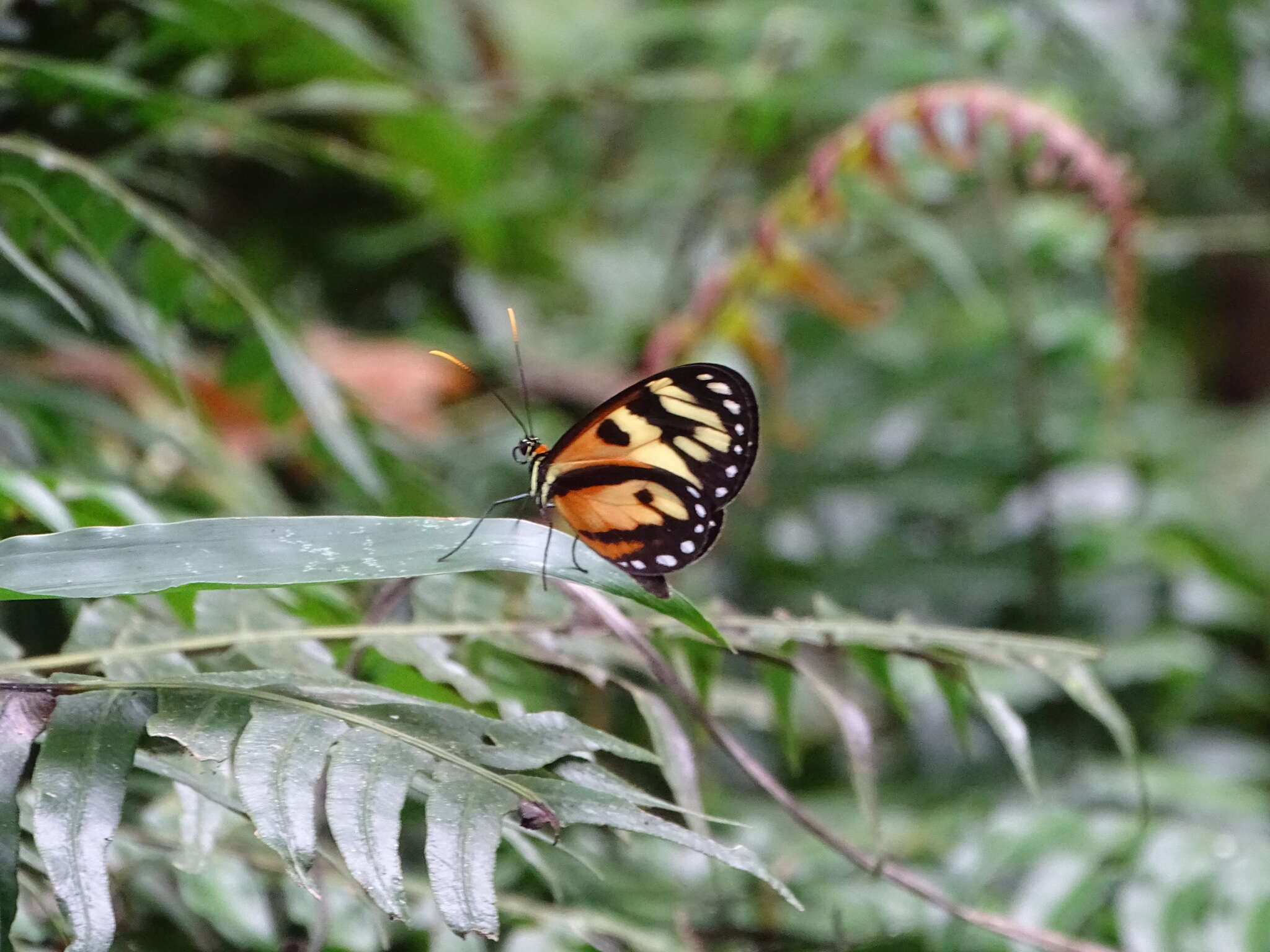 Image of Ithomia iphianassa anaphissa Herrich-Schäffer 1864