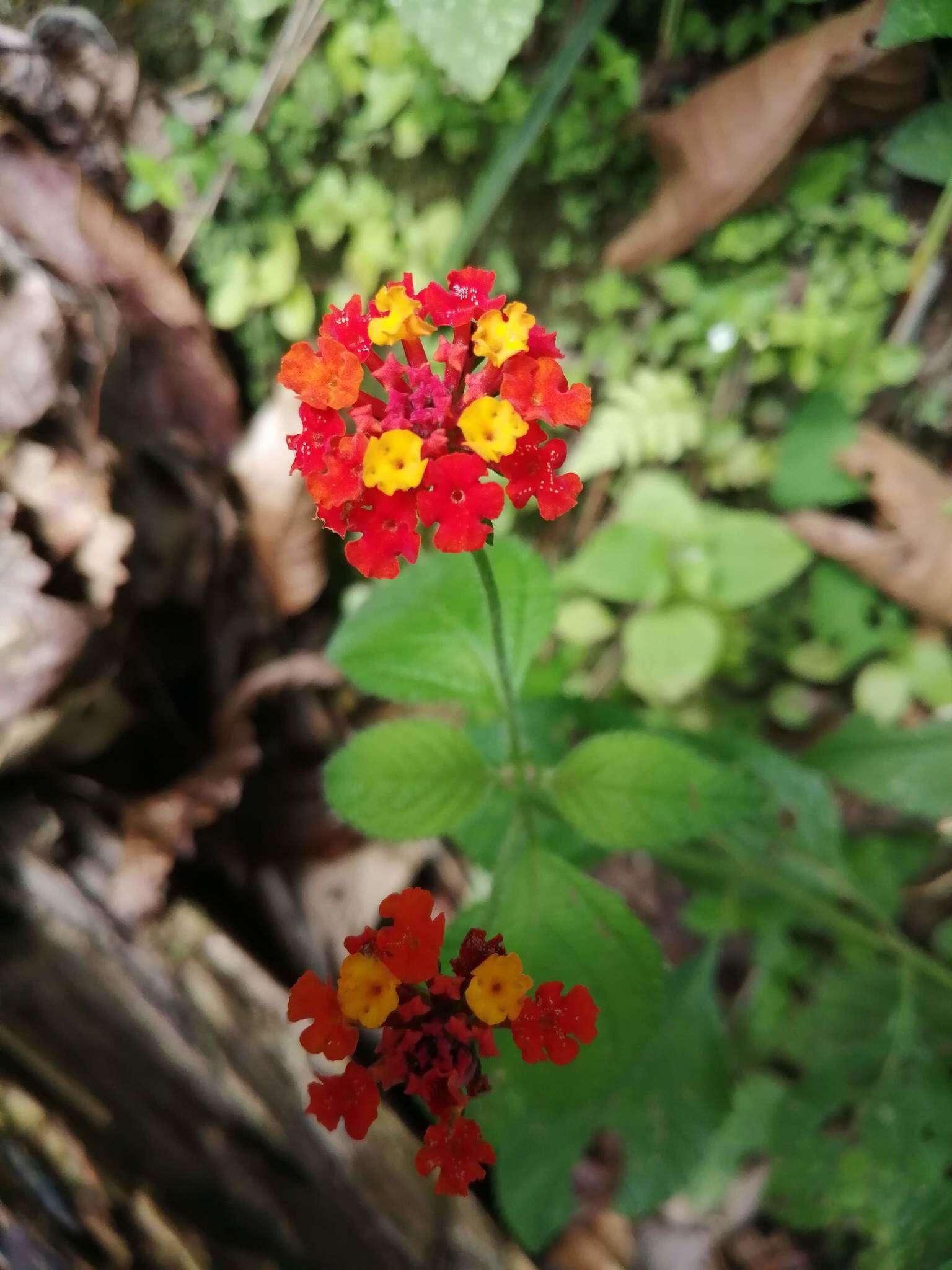 Image of Lantana horrida Kunth