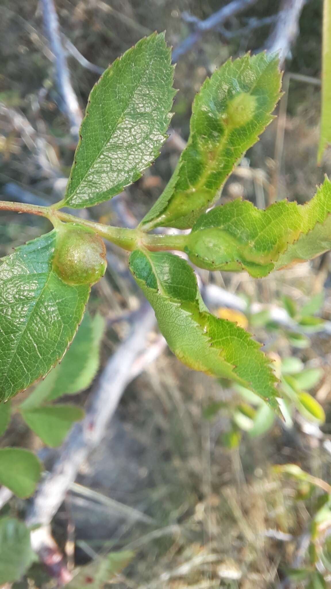 Plancia ëd <i>Diplolepis spinosissimae</i>