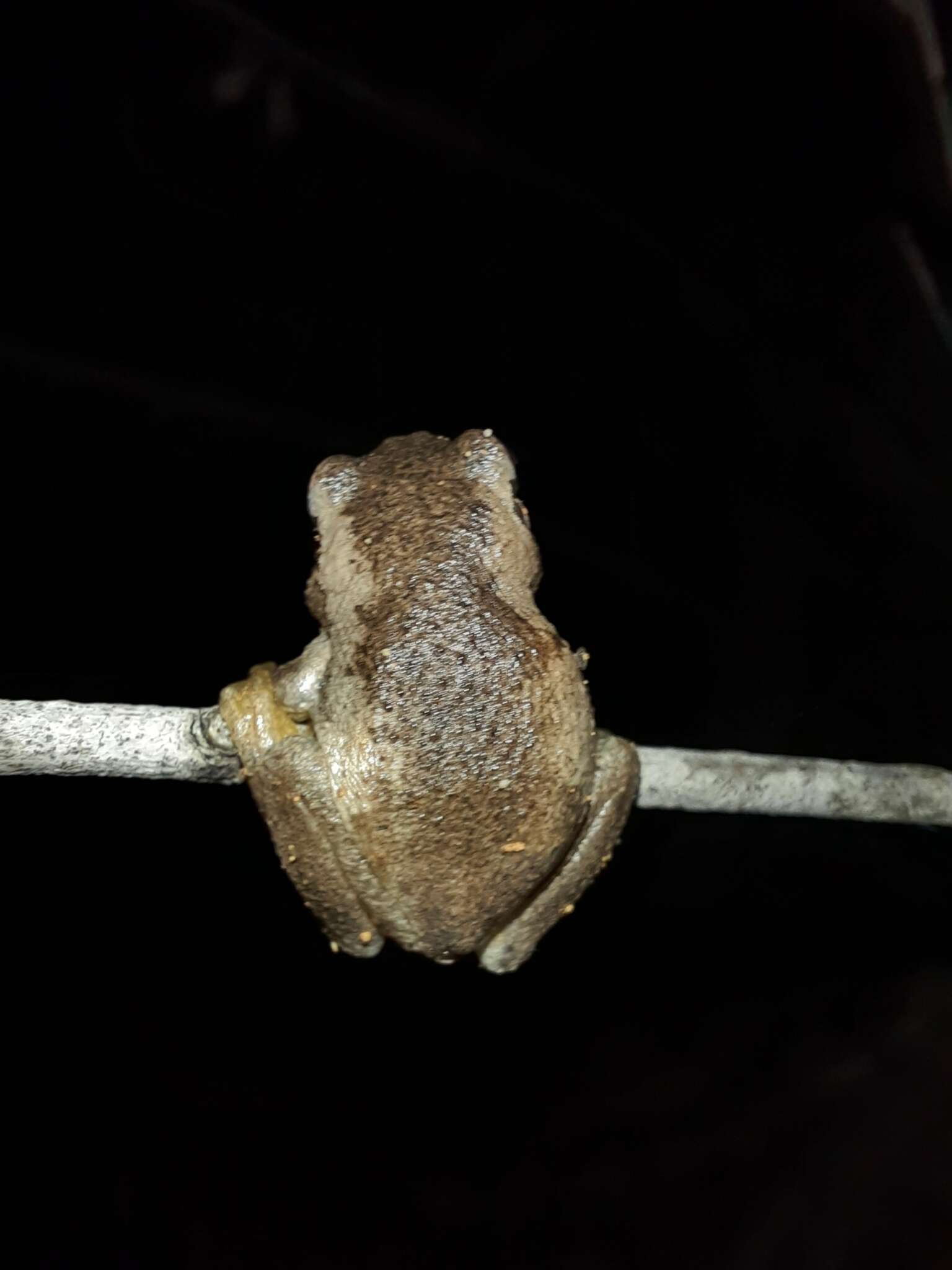 Image of Litoria quiritatus