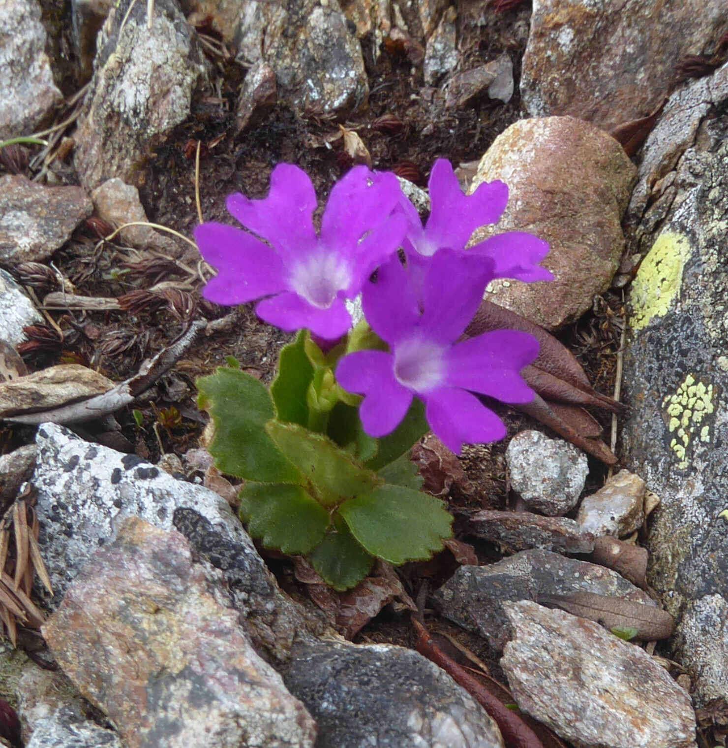 Image of Primula daonensis (Leybold) Leybold