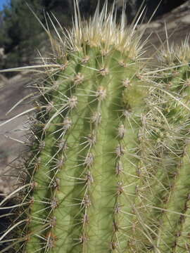 Image of Leding's Hedgehog Cactus