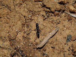 Image of Pseudomyrmex lynceus (Spinola 1851)