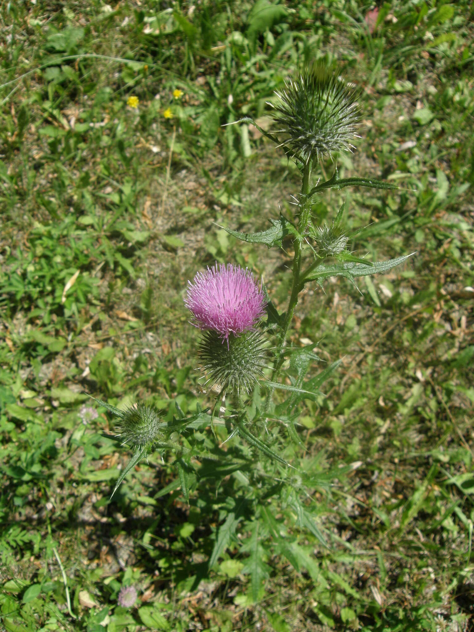 Image of <i>Cirsium <i>vulgare</i></i> subsp. vulgare