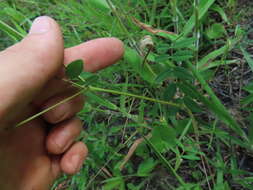 Слика од Tephrosia hispidula (Michx.) Pers.