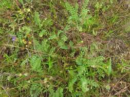 Image of Ozark milkvetch