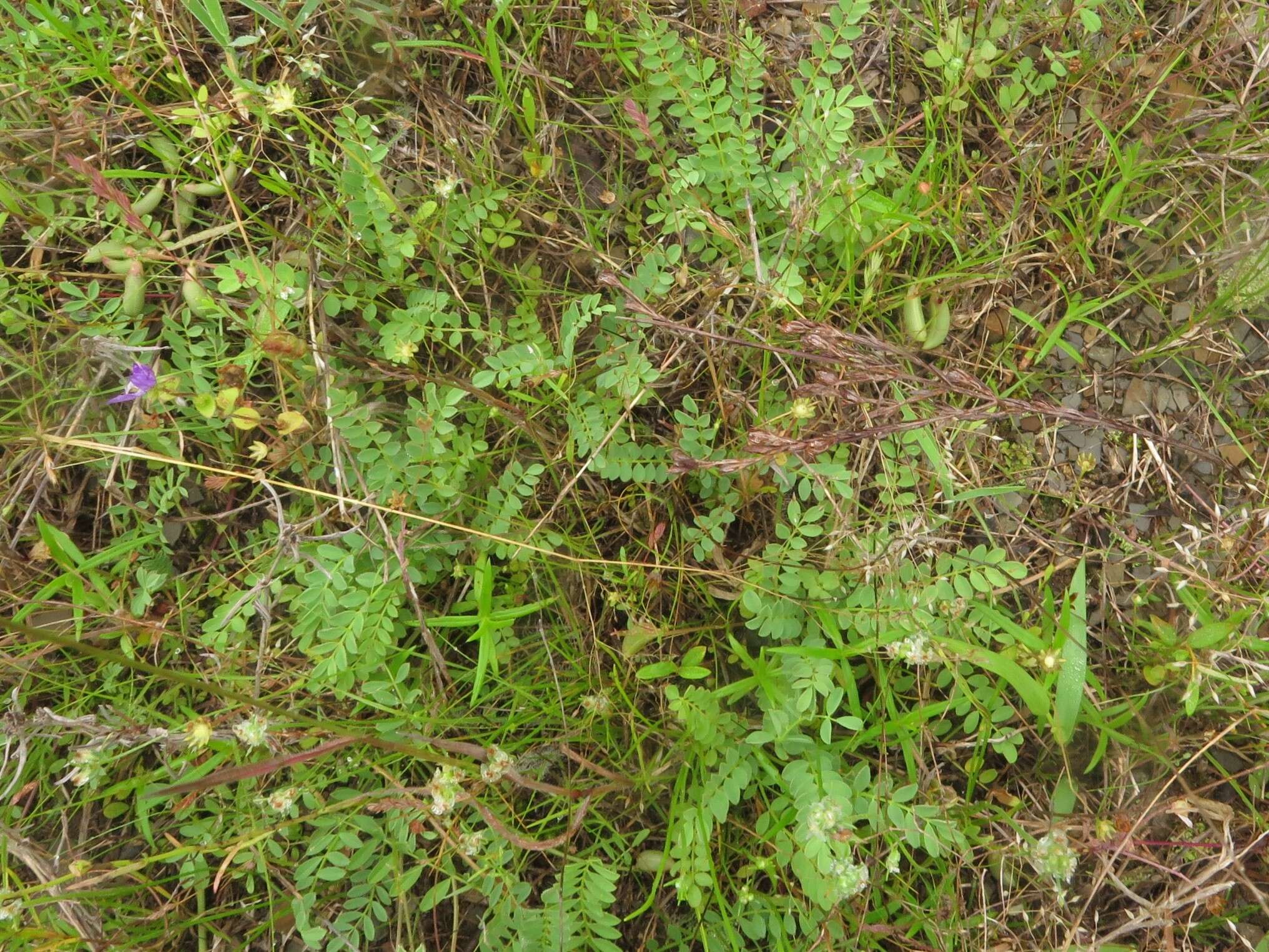 Image of Ozark milkvetch