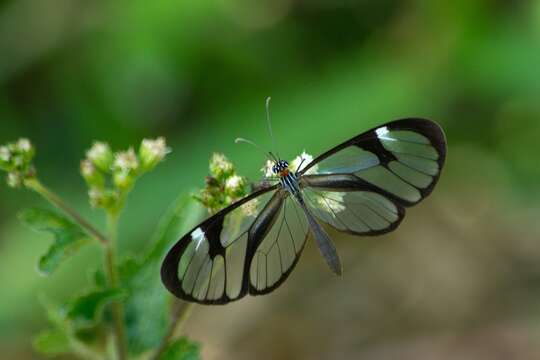 Image of Ithomia agnosia zikani d'Almeida 1940