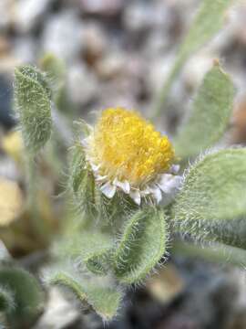 Image of broad fleabane