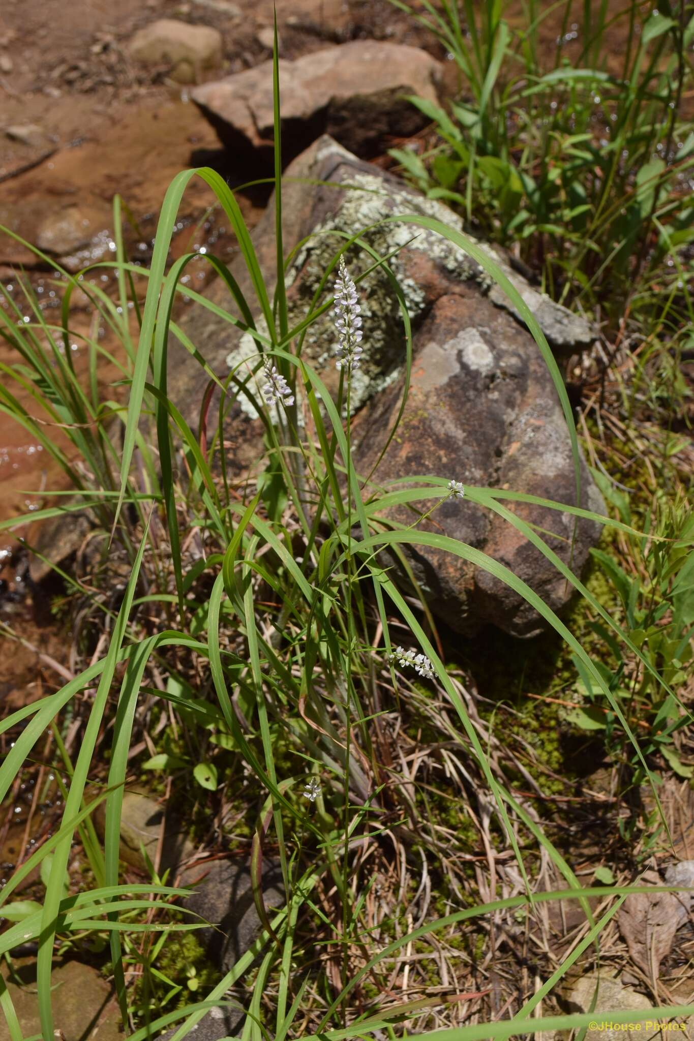 Image of whorled milkwort