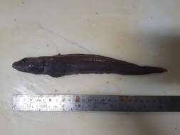 Image of Paamiut eelpout