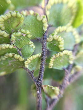 Image of rough maidenhair