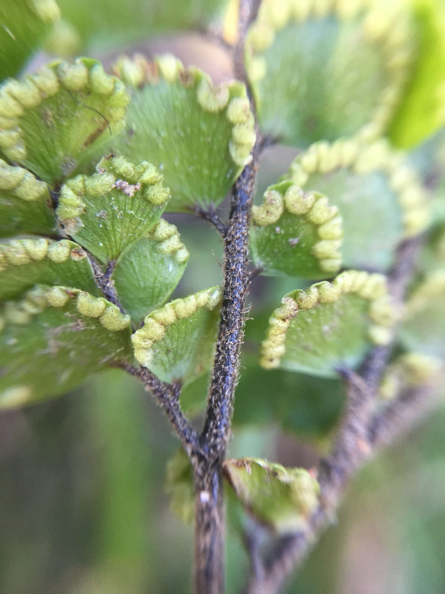 Image de Adiantum hispidulum Sw.