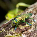 Image of Psiloptera bicarinata (Thunberg 1789)