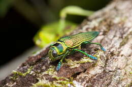 Image of Psiloptera bicarinata (Thunberg 1789)