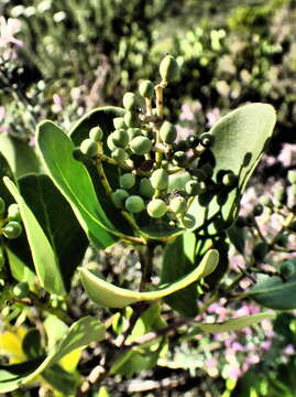 Image of Olea capensis subsp. capensis