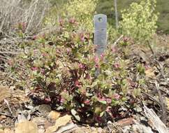 Image of Rattan's monkeyflower