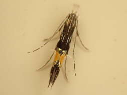 Image of Cosmopterix attenuatella Walker 1864