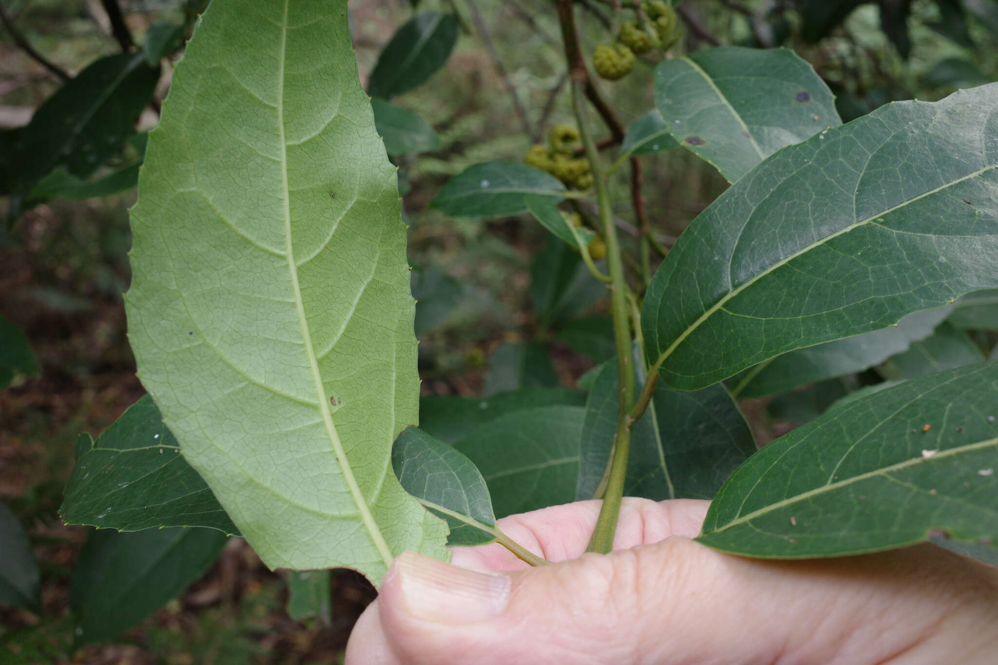 Image of Hedycarya angustifolia A. Cunn.