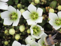 Imagem de Gentianella saxosa (G. Forst.) Holub