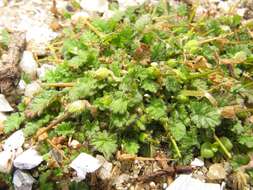 Слика од Erodium maritimum (L.) L'Her.