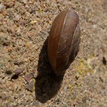 Image of Lapidary Snail