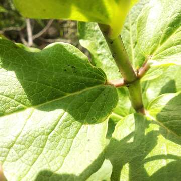 Image of Asclepias pringlei (Greenm.) R. E. Woodson