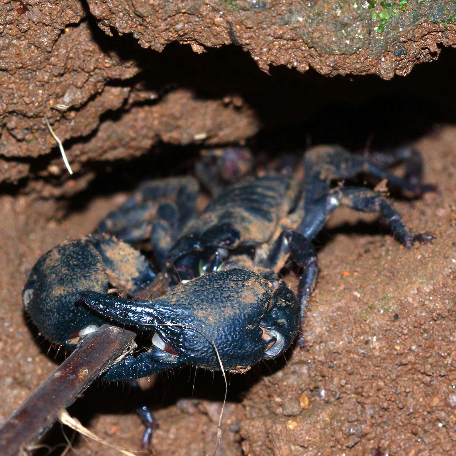 Javanimetrus cyaneus (C. L. Koch 1836) resmi