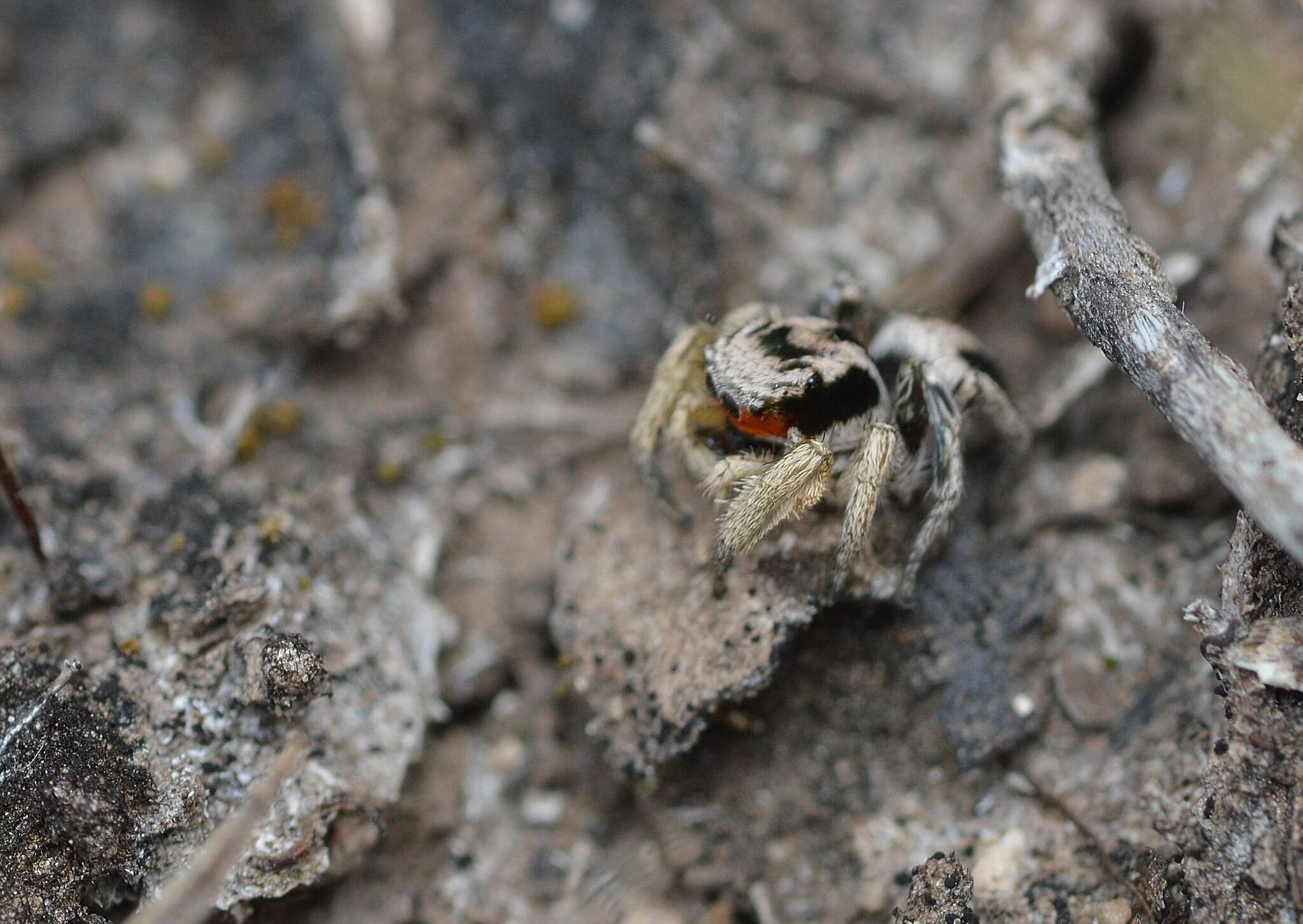 Image of Habronattus virgulatus Griswold 1987