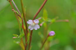 Image of Epilobium collinum C. C. Gmel.