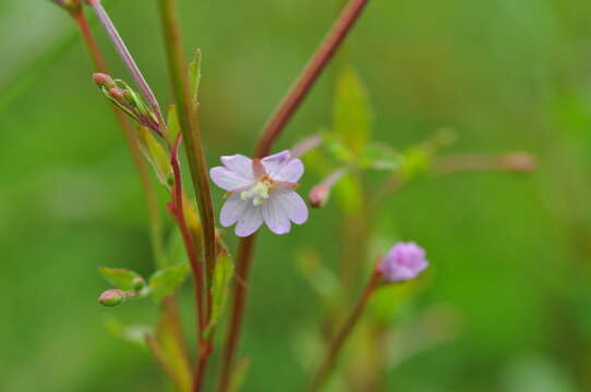 Image of Epilobium collinum C. C. Gmel.