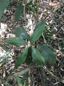 Image of Chionanthus ramiflorus Roxb.