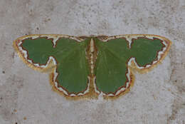 Image of Comostola chlorargyra Walker 1861