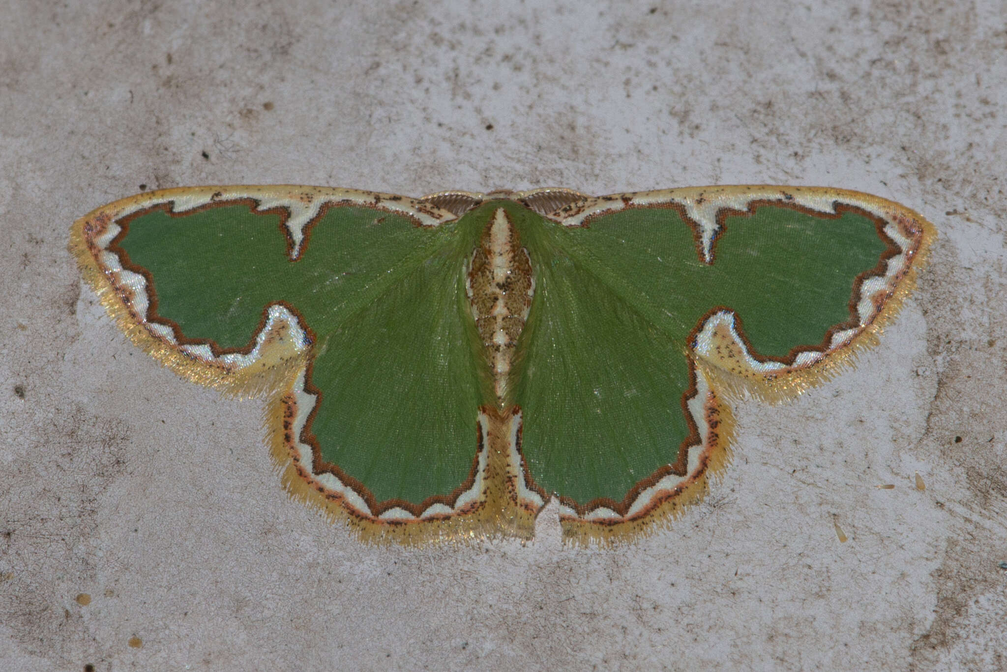 Image of Comostola chlorargyra Walker 1861