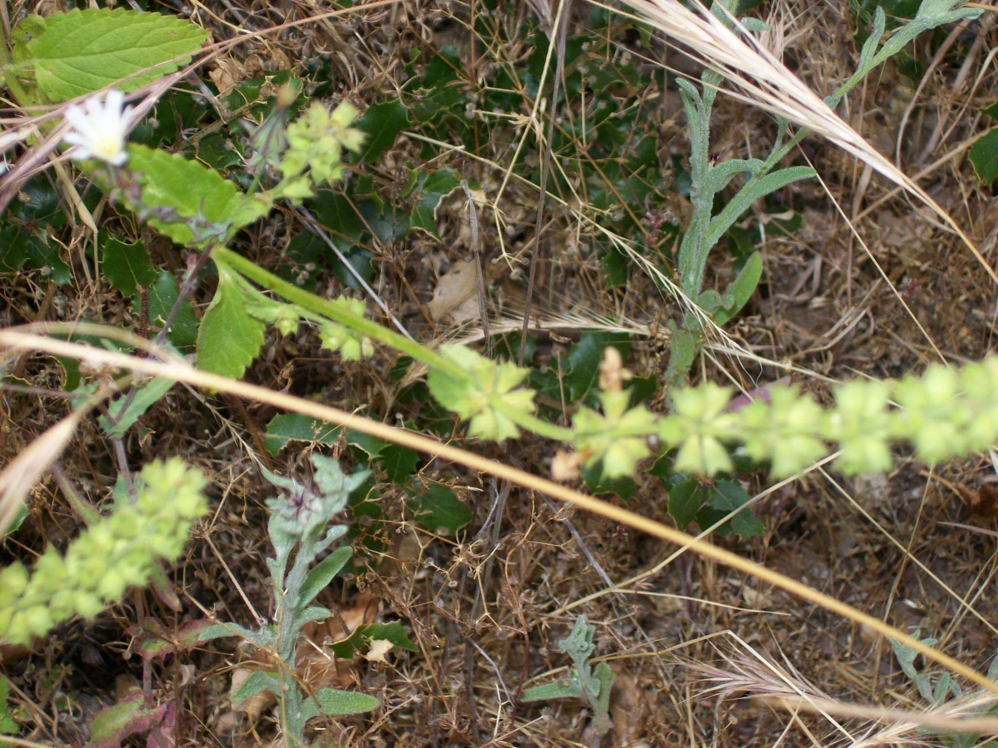 Image of California plumeseed