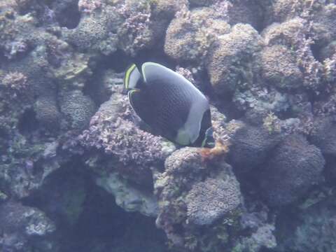 Image of Black Butterflyfish