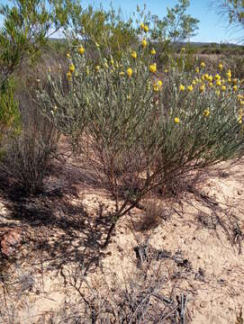 Image of Aspalathus quinquefolia L.
