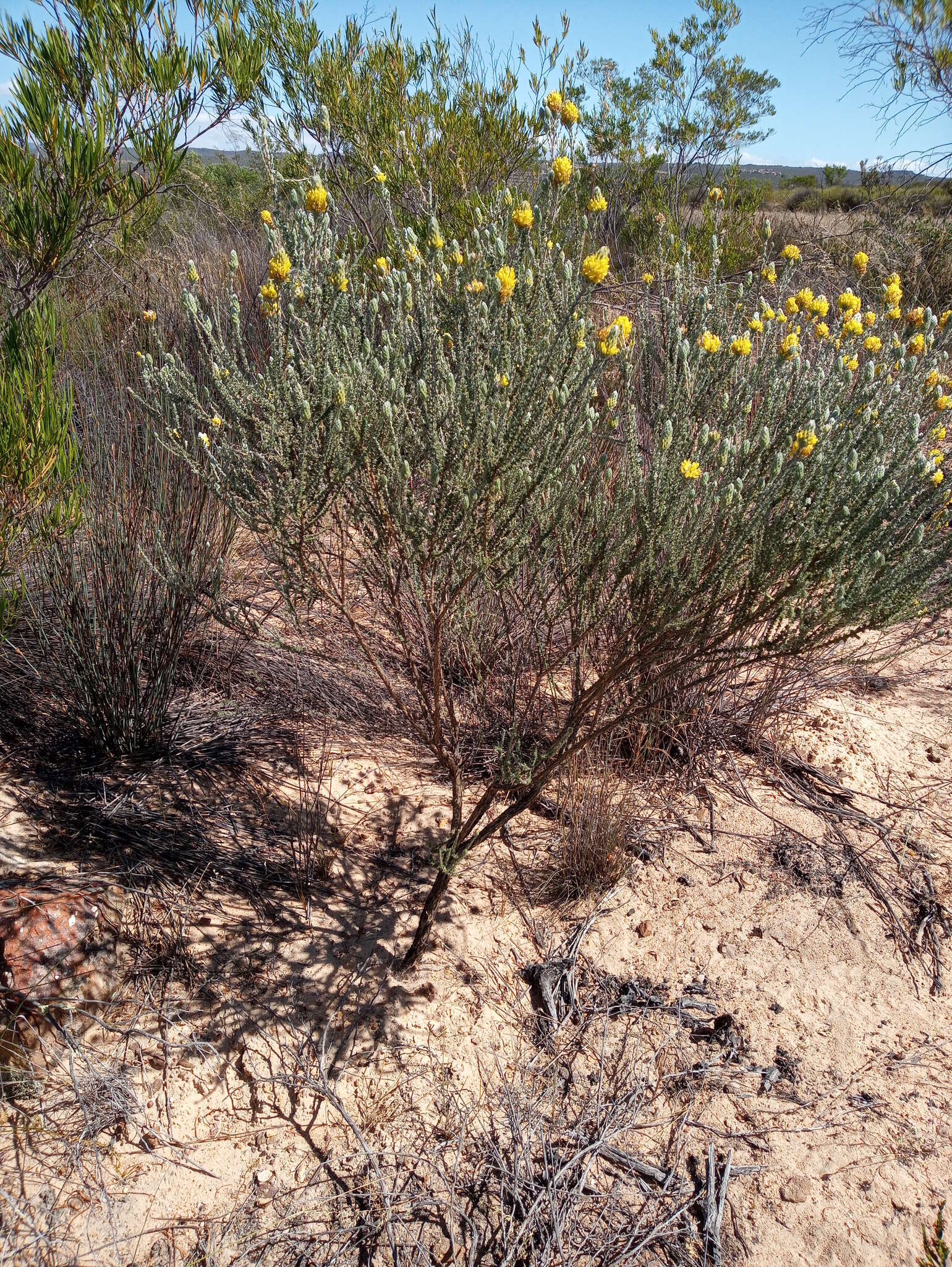 صورة Aspalathus quinquefolia subsp. virgata (Thunb.) R. Dahlgren