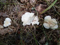 Слика од Hygrocybe angustifolia (Murrill) Candusso 1997