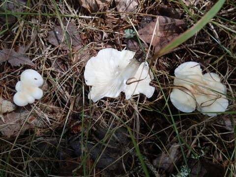 Слика од Hygrocybe angustifolia (Murrill) Candusso 1997