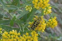 Image of Locust Borer