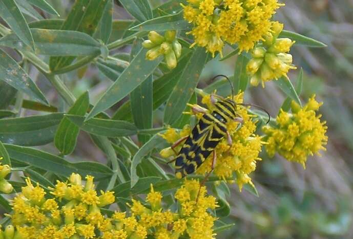 Image of Locust Borer