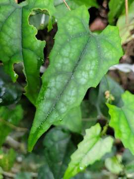 Image of Trichosanthes homophylla Hayata