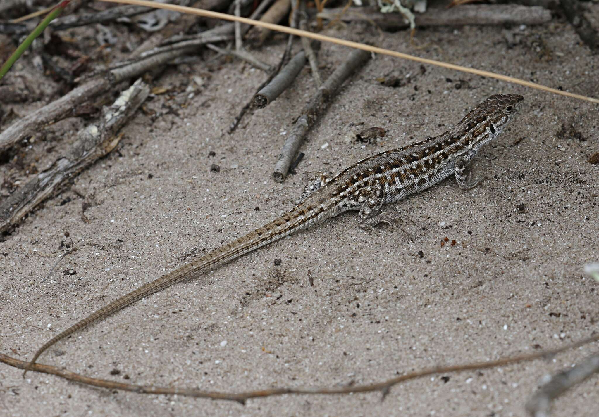 Image of Meroles knoxii (Milne-edwards 1829)