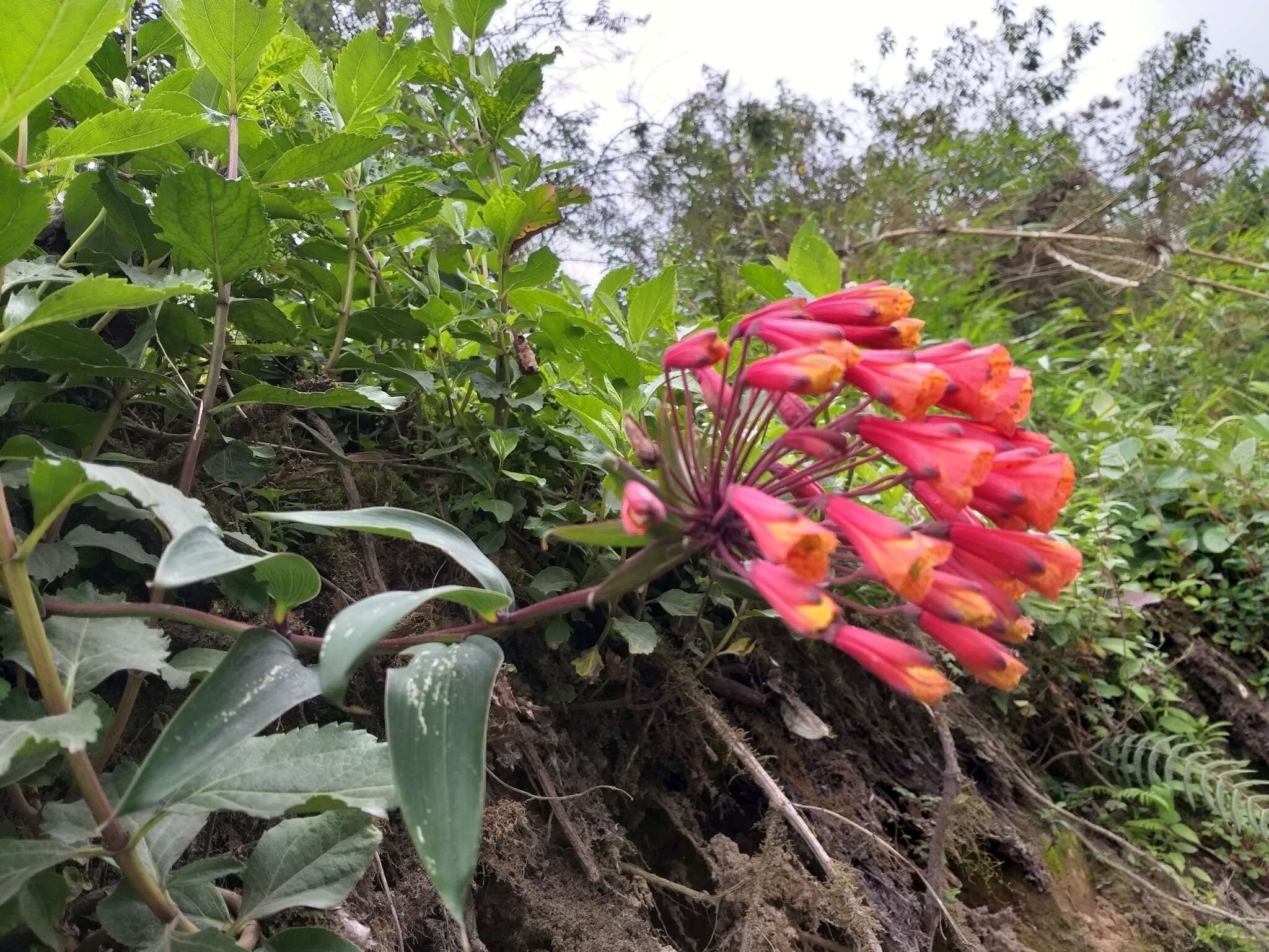 Imagem de Bomarea hirsuta (Kunth) Herb.