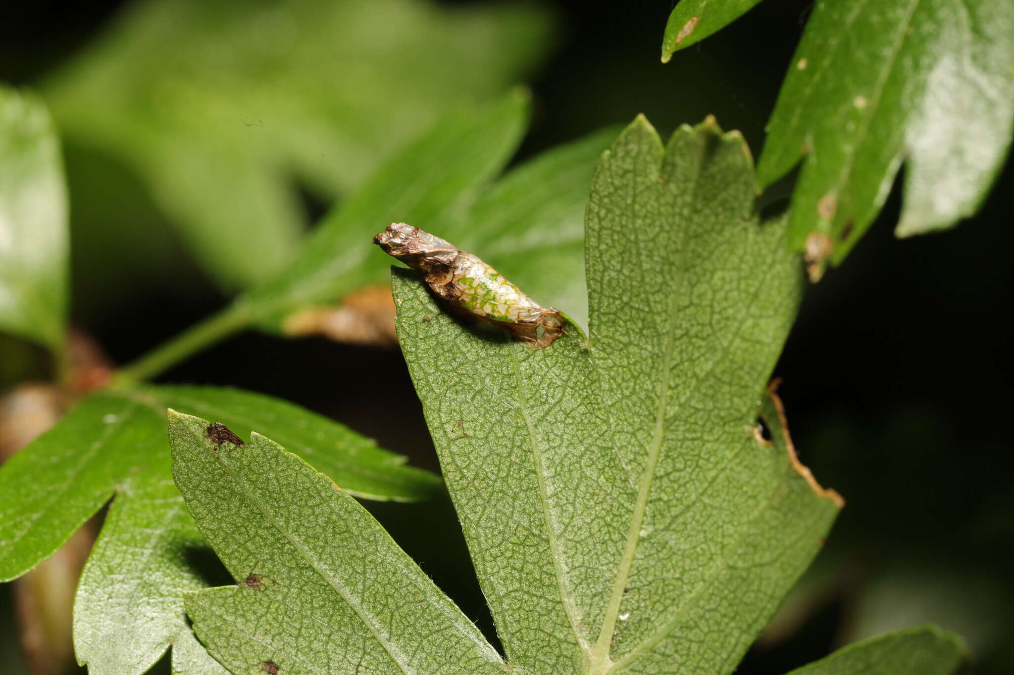 Image of Parornix anglicella (Stainton 1850)